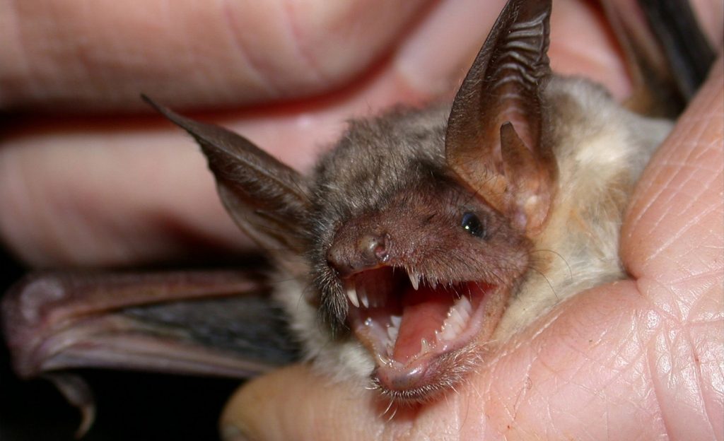 Learn About A Bats Reproduction Process Bat Removal Indiana
