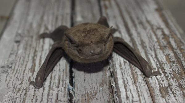 Indiana Bat Removal and Control