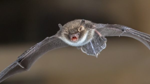 Bat Removal and Control 317-535-4605