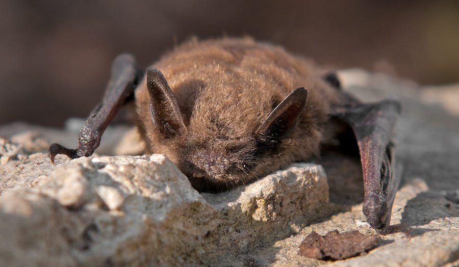 Indianapolis Bat Removal and Control 317-535-4605