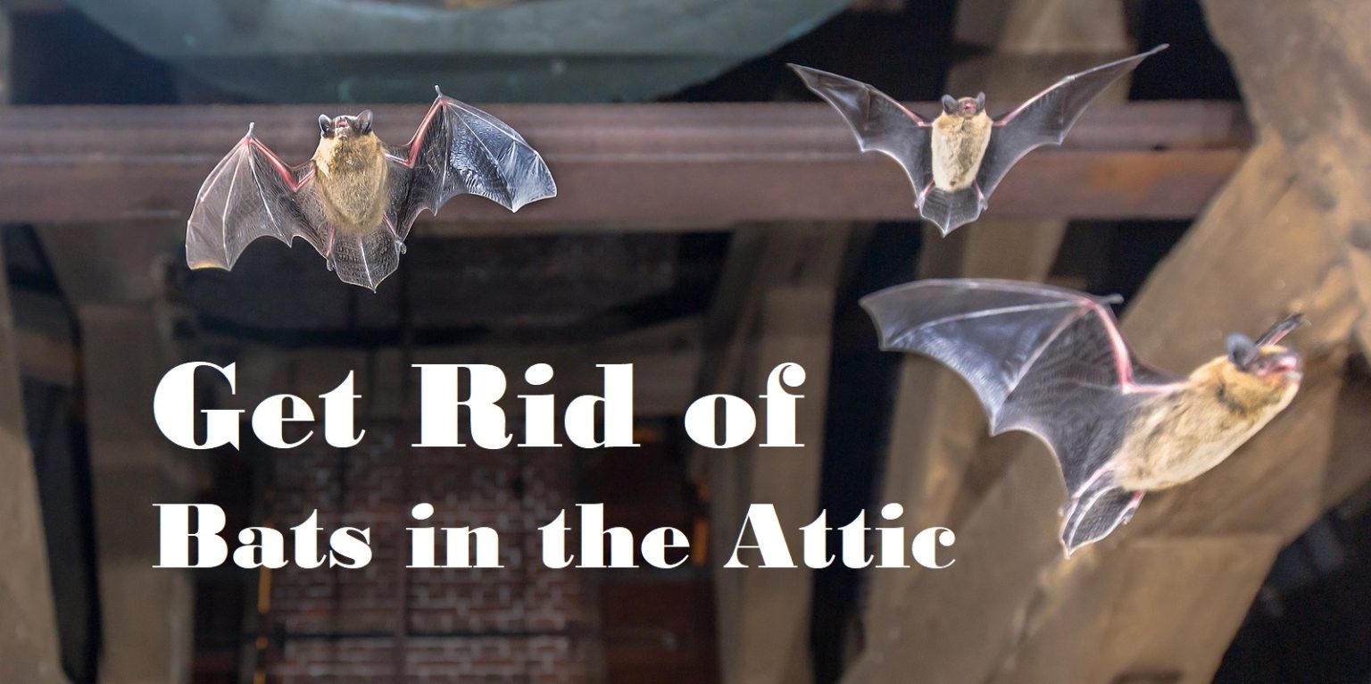 How to Exclude Bats in the Attic Bat Removal Indiana