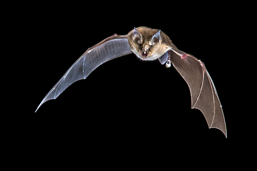 Call 317-535-4605 When You Need Bat Removal Services Near Indianapolis