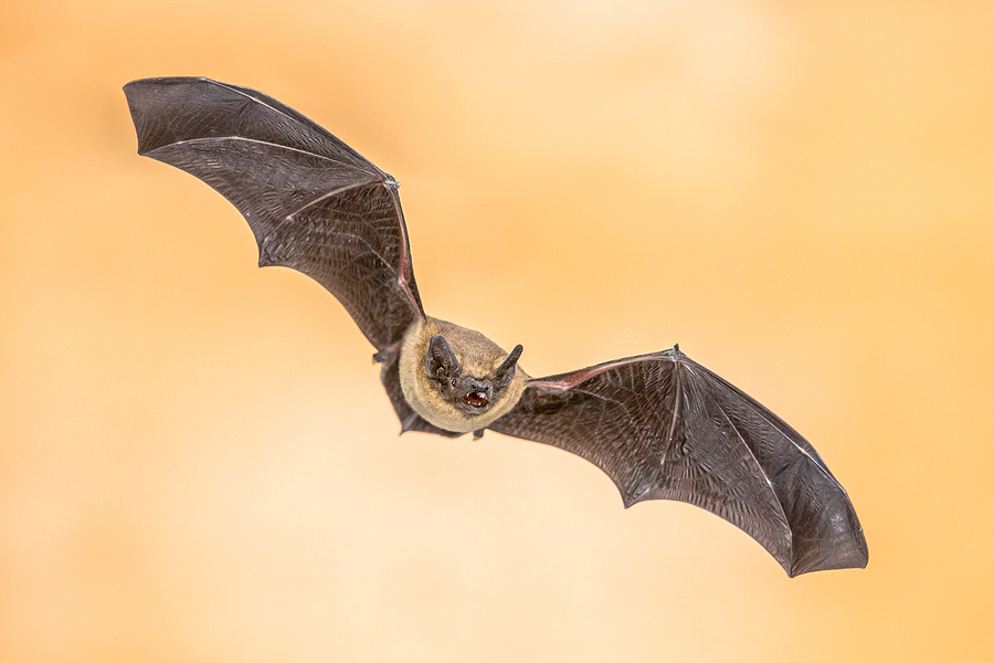 Call 317-535-4605 For Attic Bat Removal Service in Indianapolis