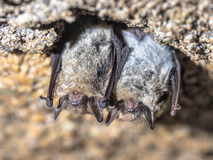 Call 317-535-4605 For Bat Removal Services in Indianapolis 