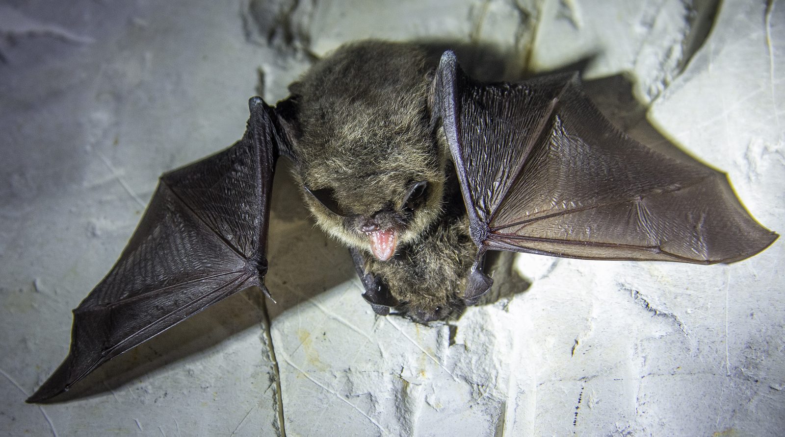 Common Mating Rituals of Male Microchiroptera Bats Bat Removal Indiana