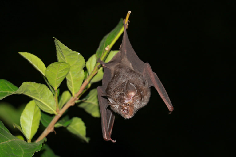 An Introduction to Bats Bat Removal Indiana