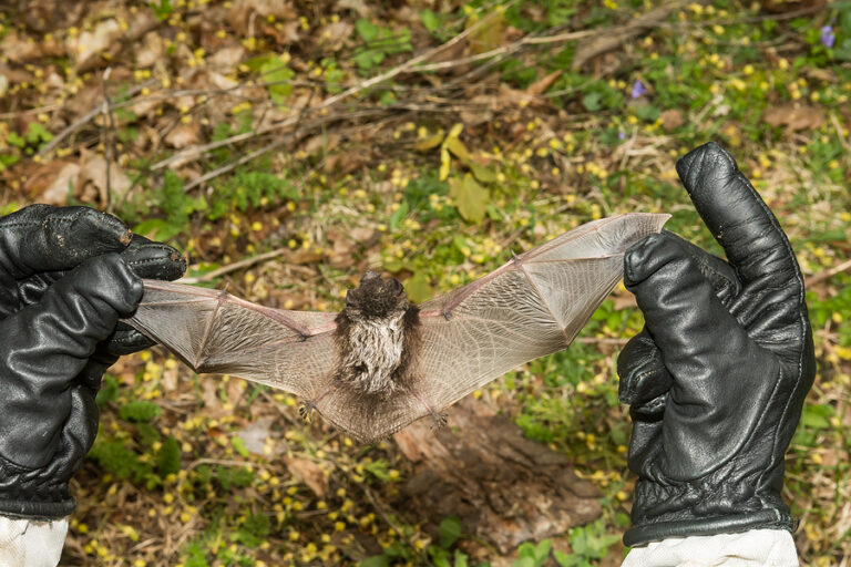 Why Bat Removal Services are So Important Bat Removal Indiana