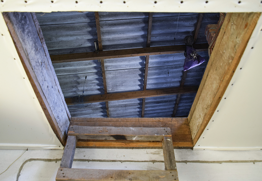 Call 317-535-4605 to Remove Bats in the Attic in Indianapolis